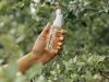 Wild in Wellness: The Non-Toxic New Guard